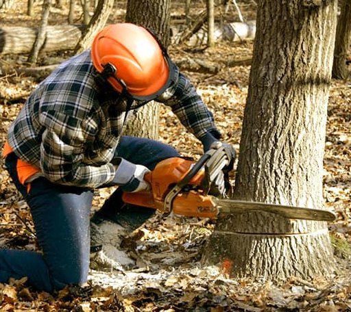 Tree Removal in Syria, VA